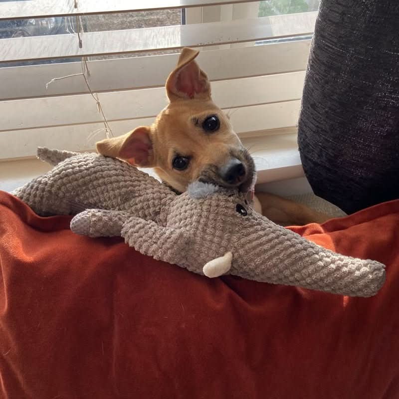 Durable denim chew toy shaped like an animal - product photo 4