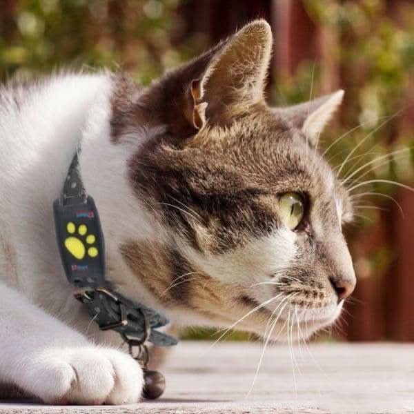 Compact GPS tracker clipped to a cat's collar - product photo 4