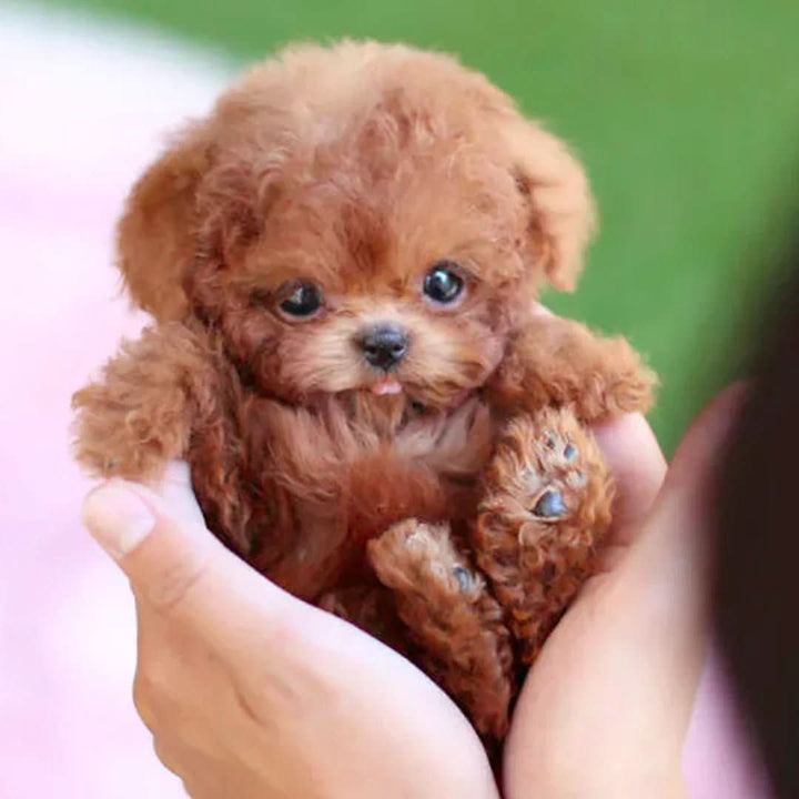 Movable plush dog toy with a soft brown-and-white coat - product photo 3