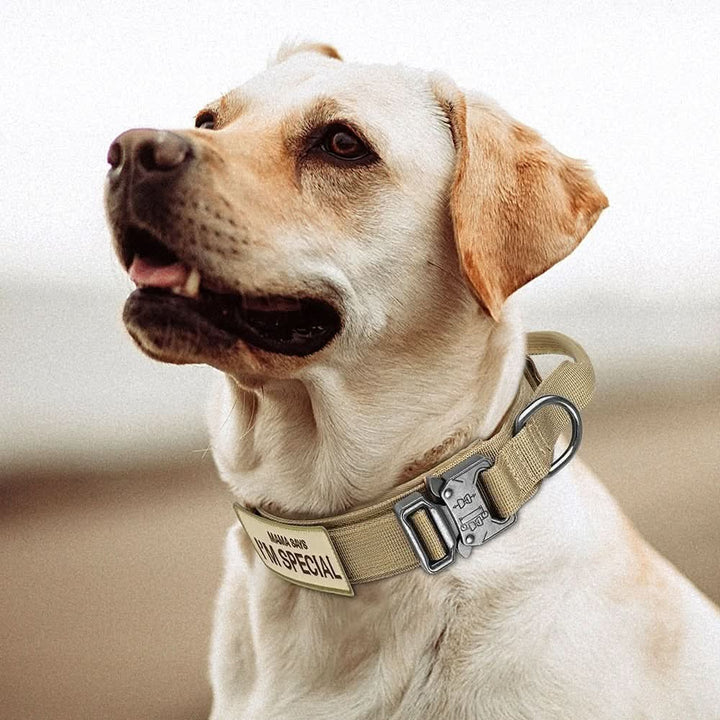Padded nylon dog collar with an integrated control handle - product photo 11